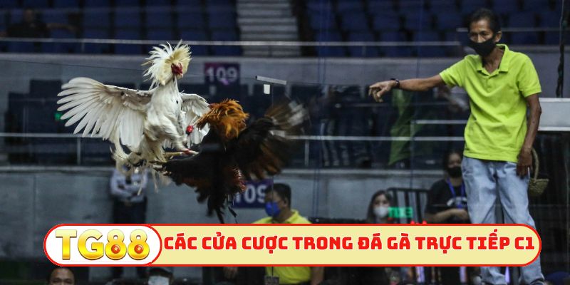 Các cửa cược trong đá gà trực tiếp C1