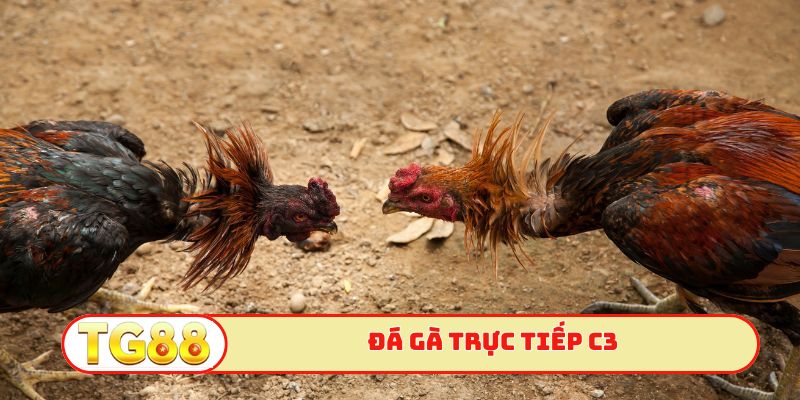 Đá gà trực tiếp c3
