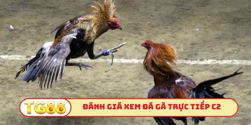Đánh giá xem đá gà trực tiếp C2 trực tuyến