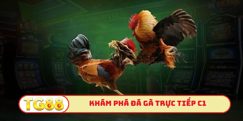 Khám phá sâu tính hấp dẫn đá gà trực tiếp C1