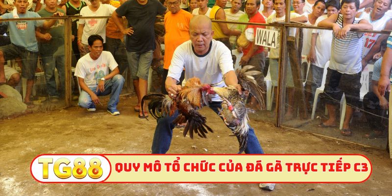 Quy mô tổ chức của đá gà trực tiếp c3