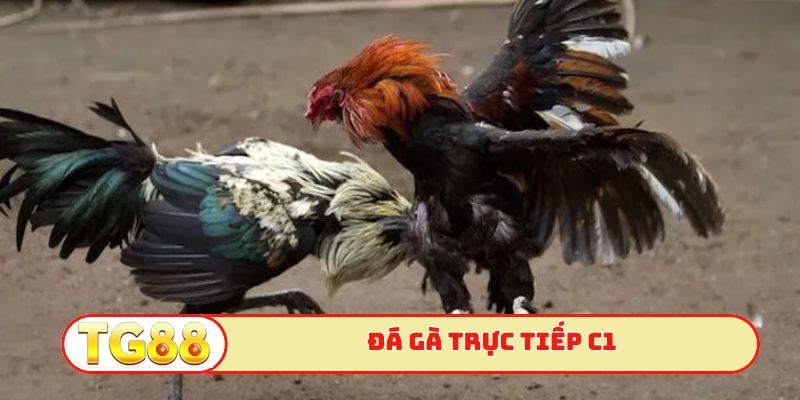 Đá gà trực tiếp c1