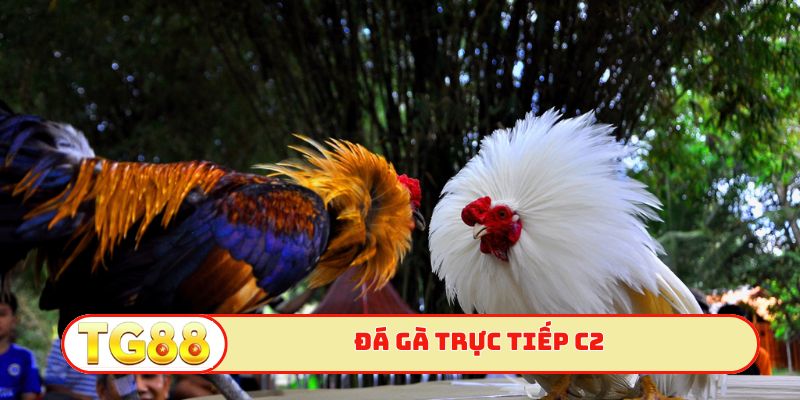 Đá gà trực tiếp c2